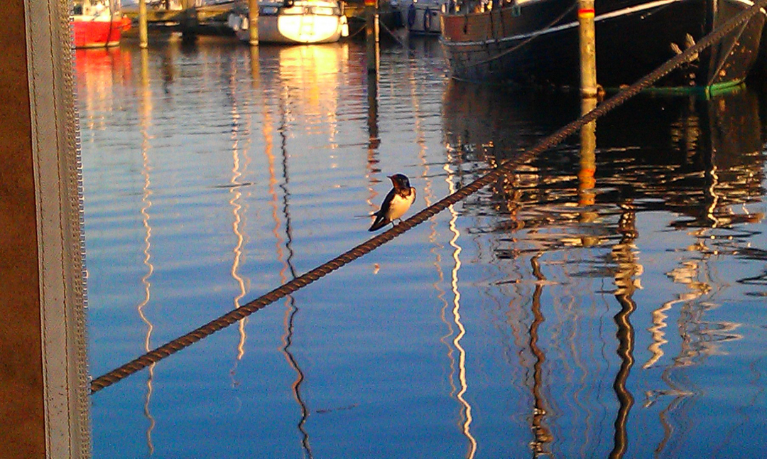 Morning_Roskilde