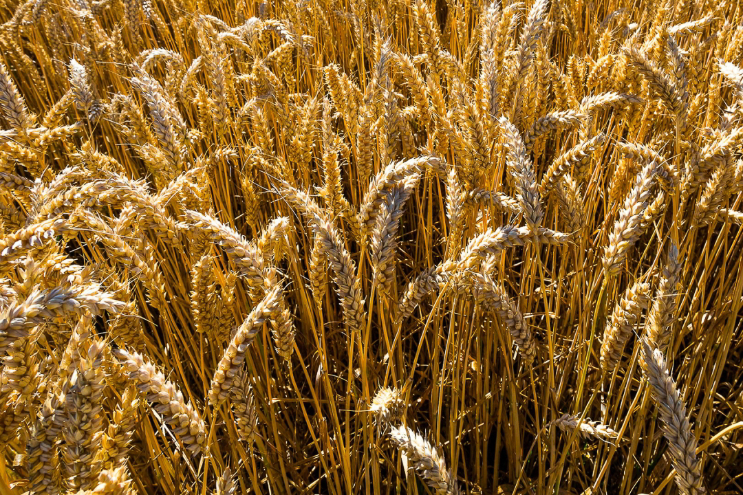 Wheat