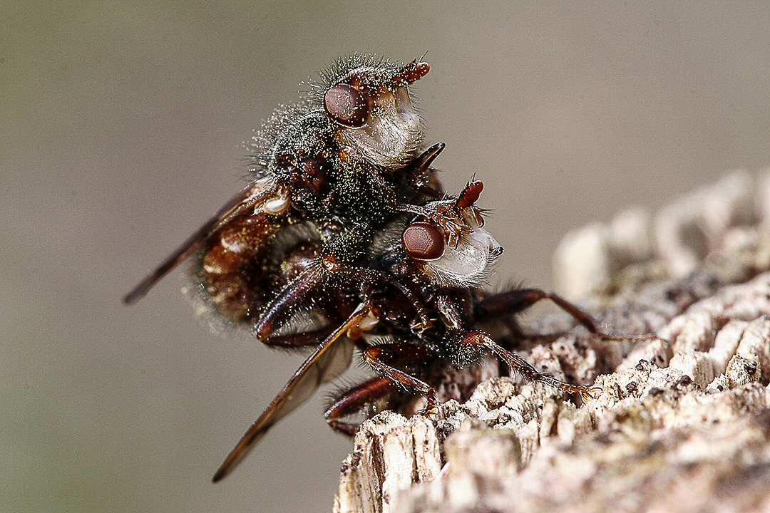 Flueknep