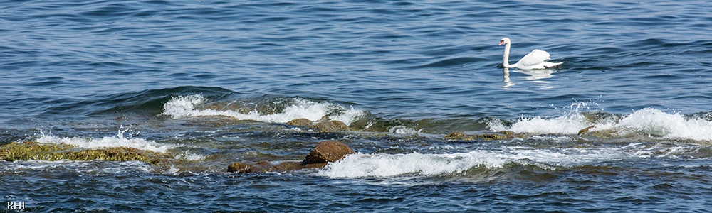 Bornholmsk kyst 2